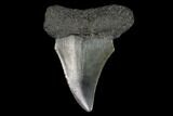 Fossil Mako Shark Tooth - South Carolina #128745-1